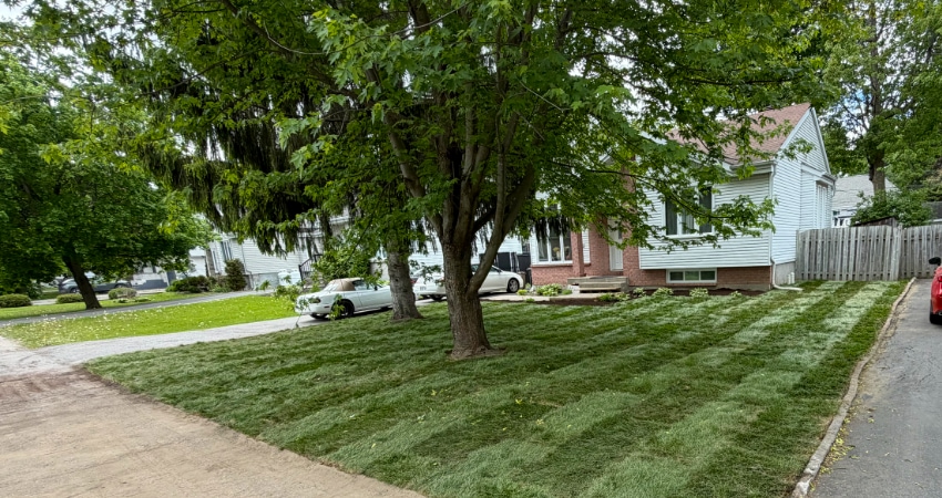Freshly performed sod installation and tree planting in the West Island of Montreal.